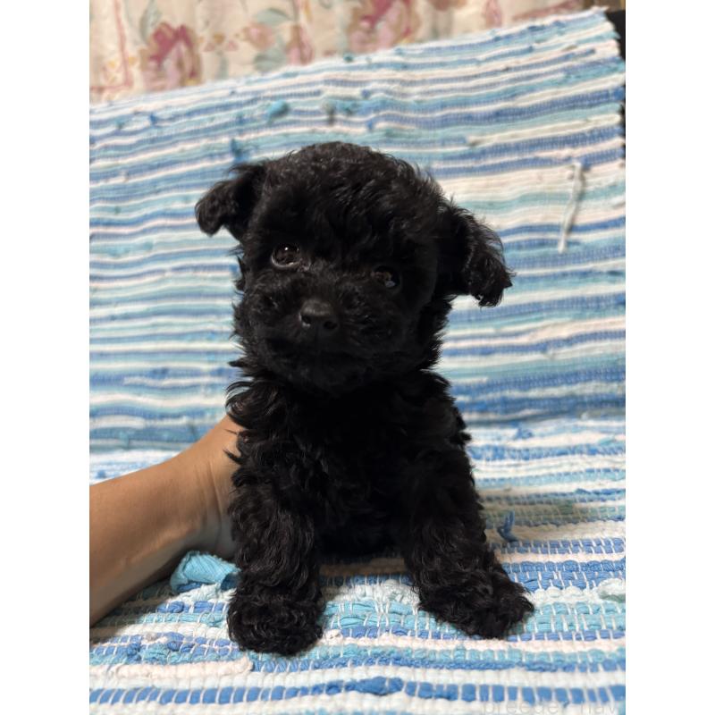 販売中の宮崎県のマルプー:マルチーズ×トイプードル-423605の3枚目