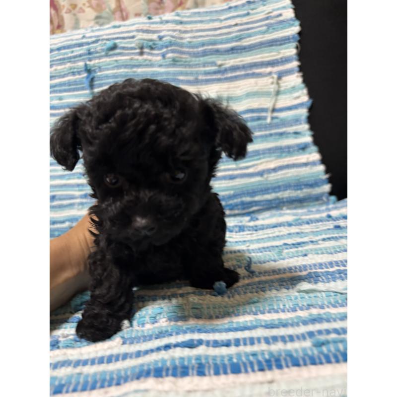 販売中の宮崎県のマルプー:マルチーズ×トイプードル-423605の2枚目