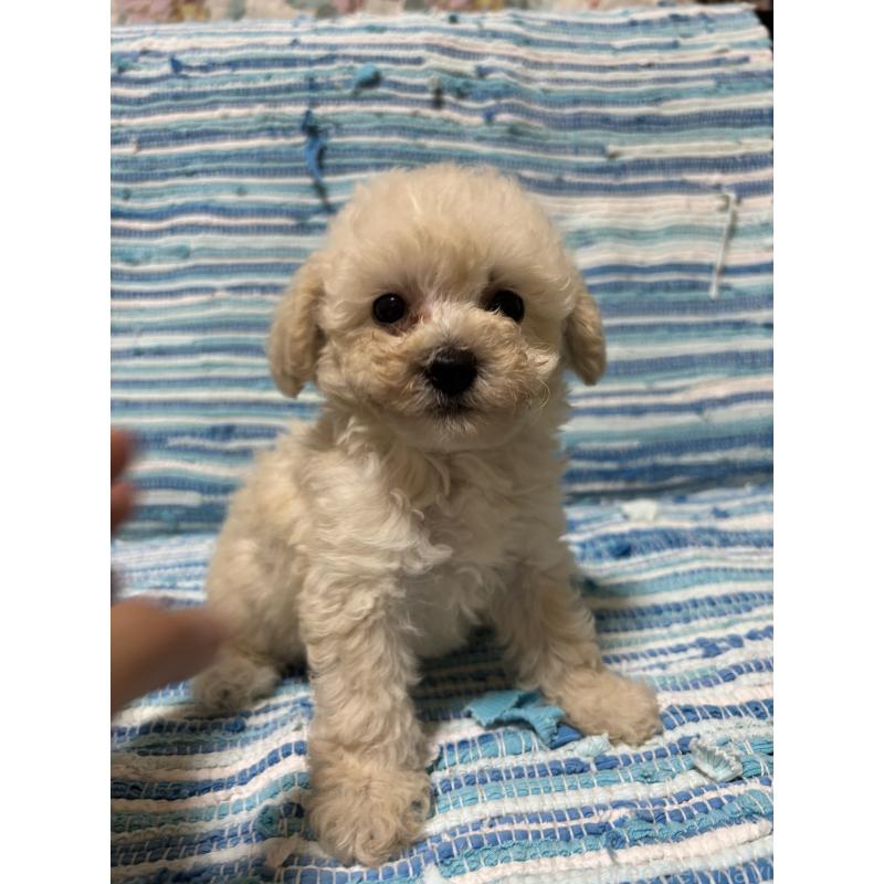 販売中の宮崎県のマルプー:マルチーズ×トイプードル-423606の3枚目