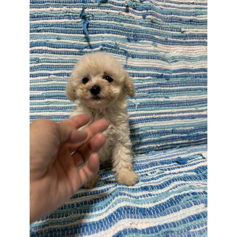 販売中の宮崎県のマルプー:マルチーズ×トイプードル-423606の2枚目
