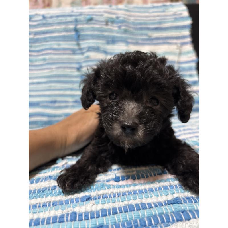 販売中の宮崎県のマルプー:マルチーズ×トイプードル-423607の3枚目