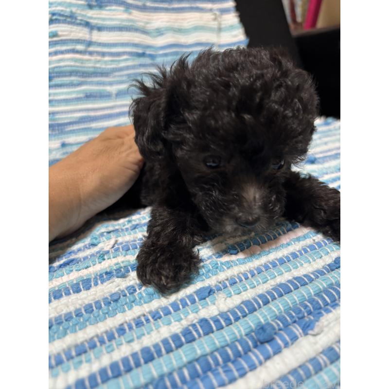 販売中の宮崎県のマルプー:マルチーズ×トイプードル-423607の2枚目