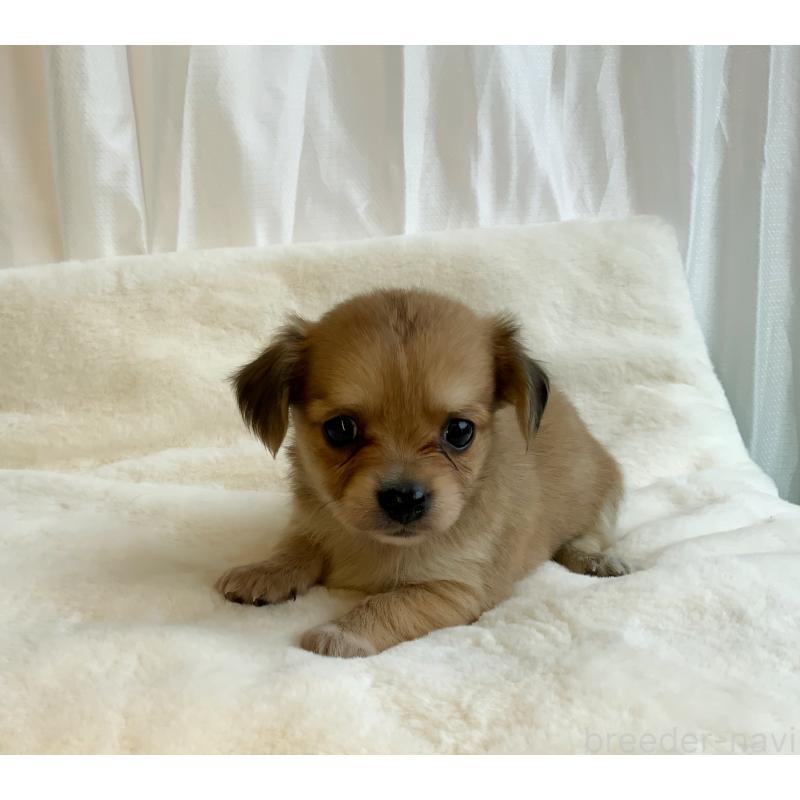 成約済の神奈川県のチワックス:チワワ×ミニチュアダックスフンド-422577の14枚目