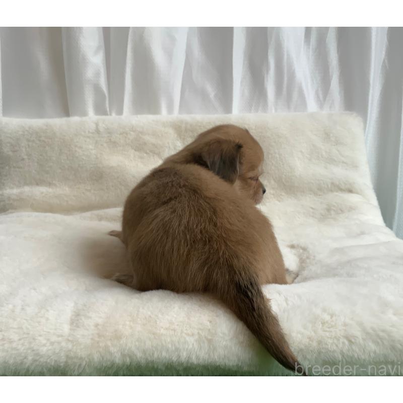 成約済の神奈川県のチワックス:チワワ×ミニチュアダックスフンド-422577の12枚目