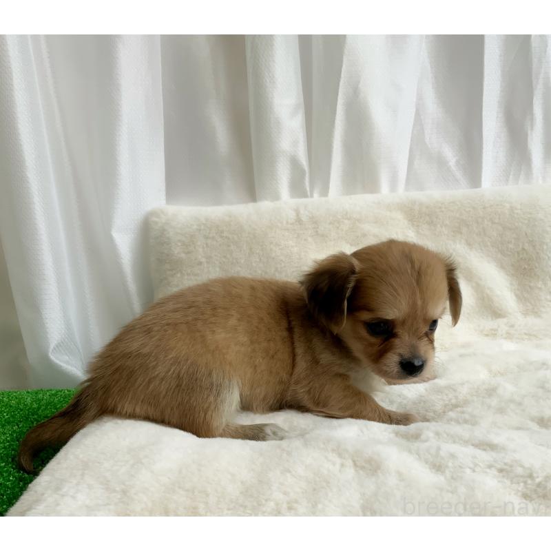 成約済の神奈川県のチワックス:チワワ×ミニチュアダックスフンド-422577の11枚目