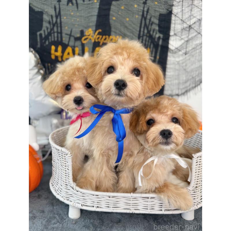 販売中の埼玉県のマルプー:マルチーズ×トイプードル-403343の2枚目