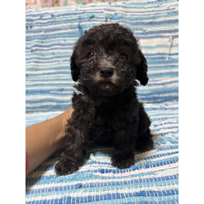 販売中の宮崎県のマルプー:マルチーズ×トイプードル-423608の3枚目