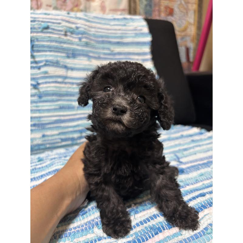 販売中の宮崎県のマルプー:マルチーズ×トイプードル-423608の2枚目