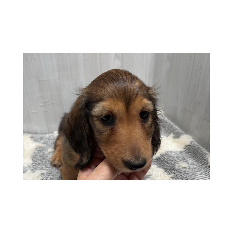 販売中の兵庫県のミニチュアダックスフンド(ロングヘアード)-423610の6枚目