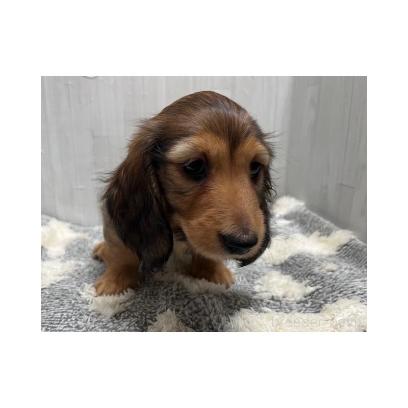 販売中の兵庫県のミニチュアダックスフンド(ロングヘアード)-423610の5枚目