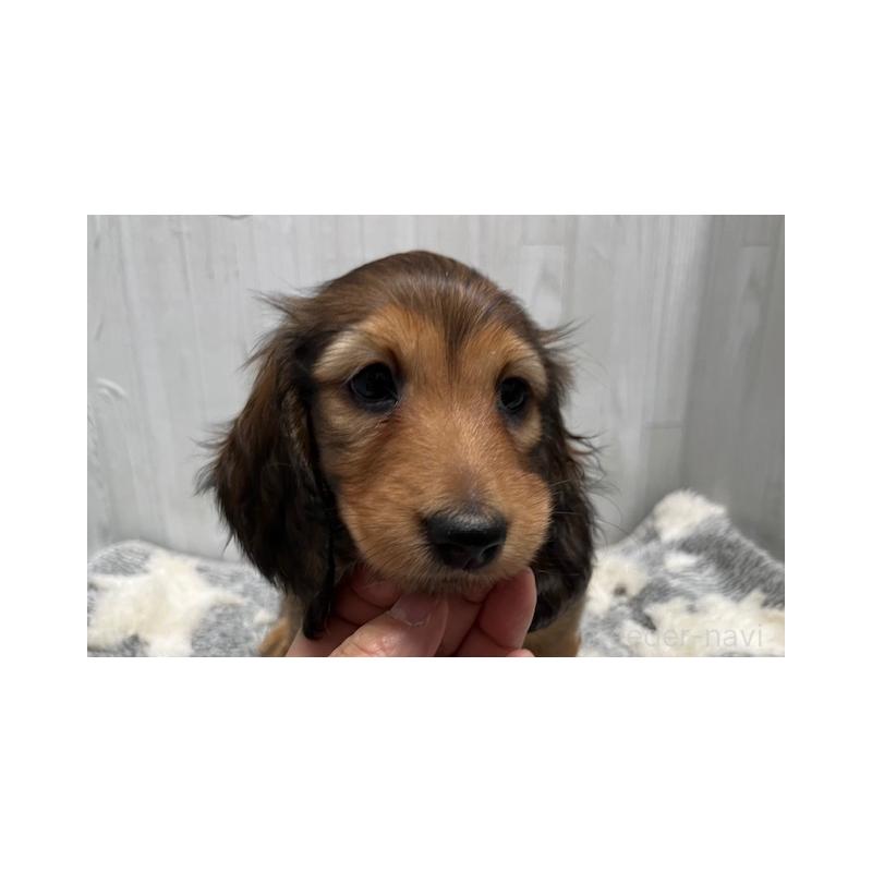 販売中の兵庫県のミニチュアダックスフンド(ロングヘアード)-423610の4枚目