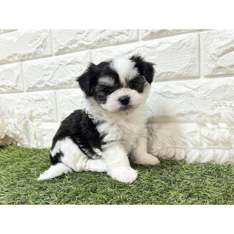 販売中の福岡県のチワマル:チワワ×マルチーズ-414967の23枚目