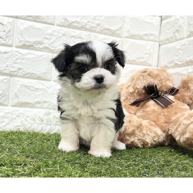 販売中の福岡県のチワマル:チワワ×マルチーズ-414967の22枚目