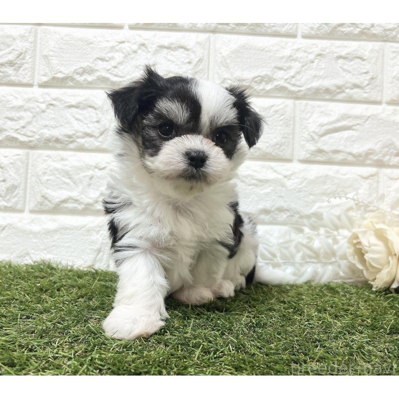 販売中の福岡県のチワマル:チワワ×マルチーズ-414967の21枚目