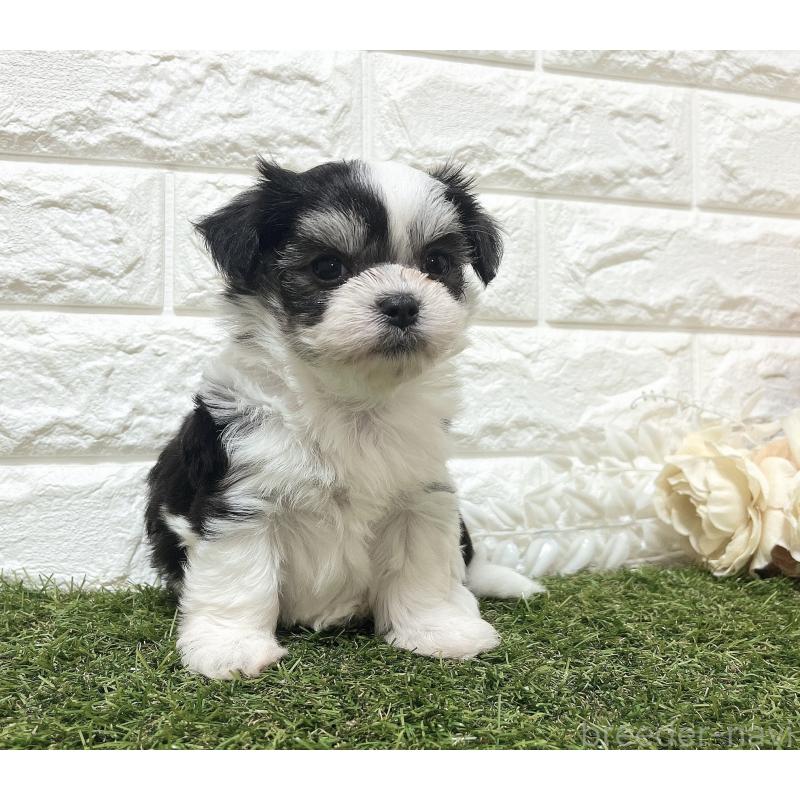 販売中の福岡県のチワマル:チワワ×マルチーズ-414967の20枚目