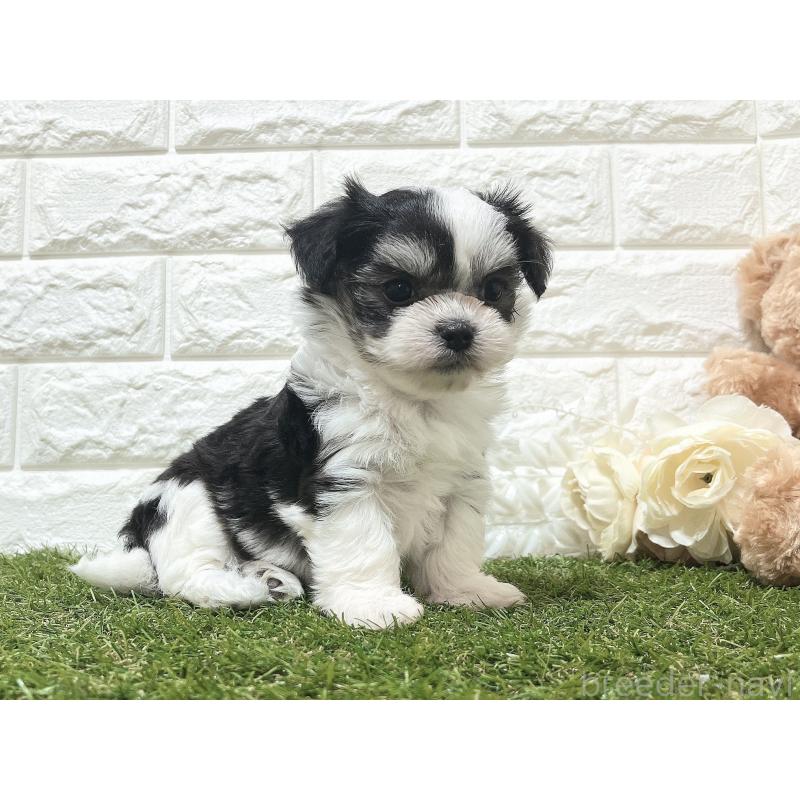 販売中の福岡県のチワマル:チワワ×マルチーズ-414967の19枚目