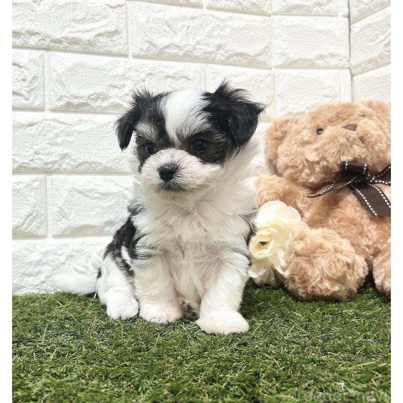 販売中の福岡県のチワマル:チワワ×マルチーズ-414967の18枚目