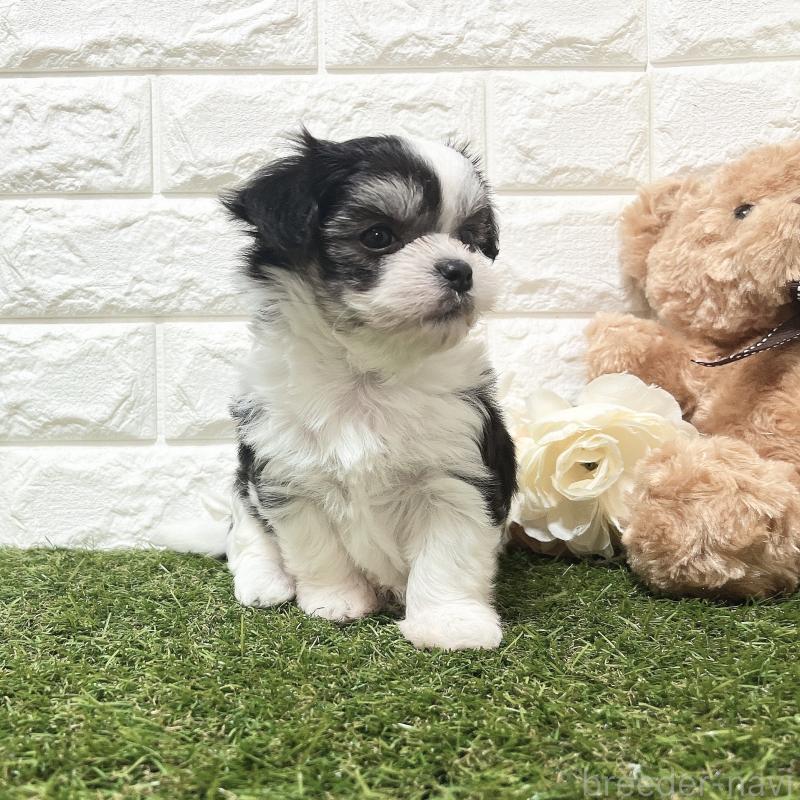 販売中の福岡県のチワマル:チワワ×マルチーズ-414967の17枚目