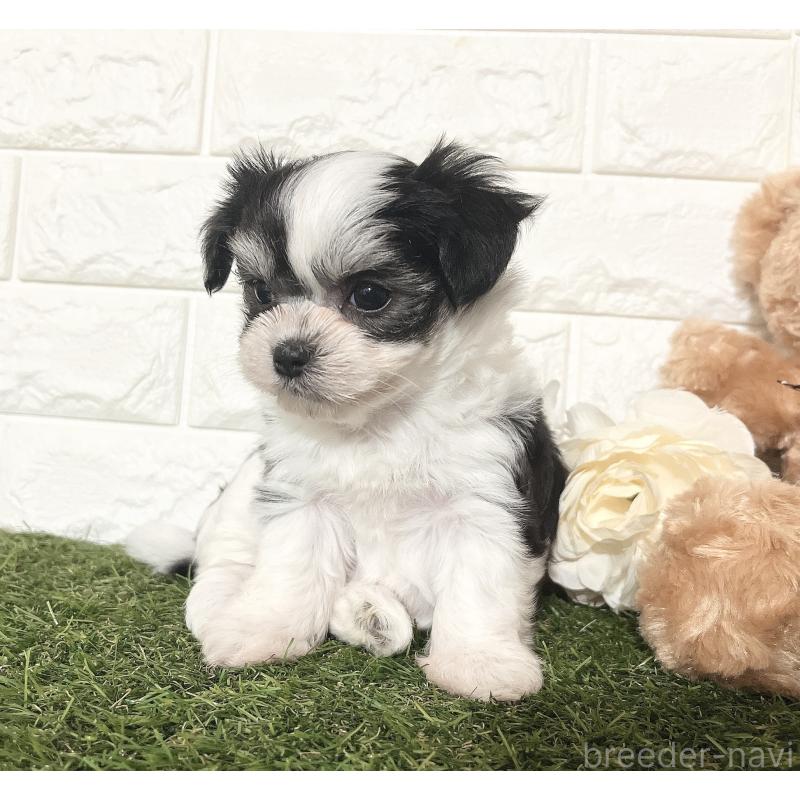 販売中の福岡県のチワマル:チワワ×マルチーズ-414967の16枚目