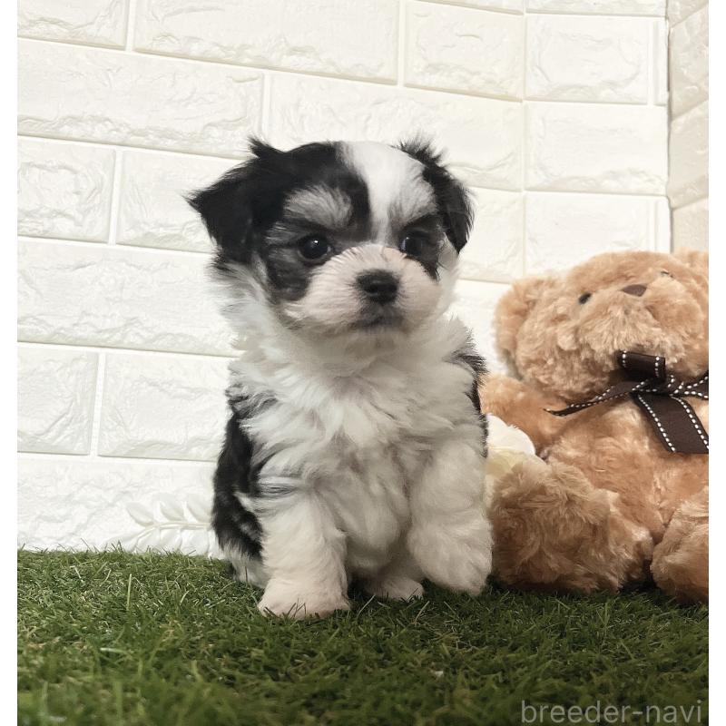 販売中の福岡県のチワマル:チワワ×マルチーズ-414967の15枚目