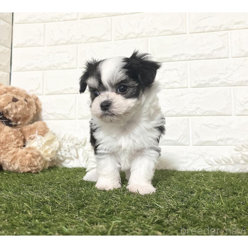 販売中の福岡県のチワマル:チワワ×マルチーズ-414967の14枚目