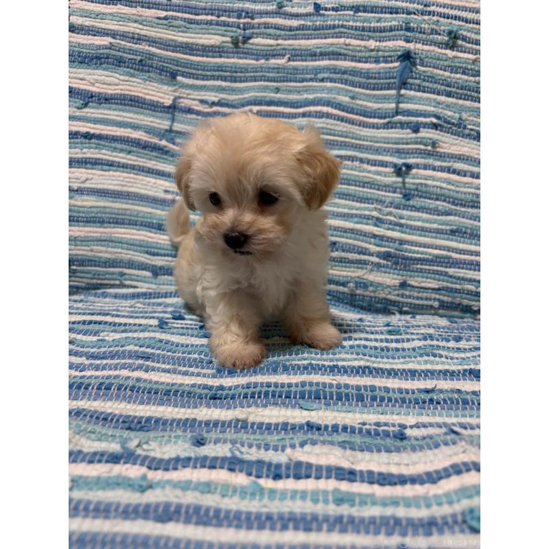 販売中の宮崎県のマルプー:マルチーズ×トイプードル-423611の3枚目