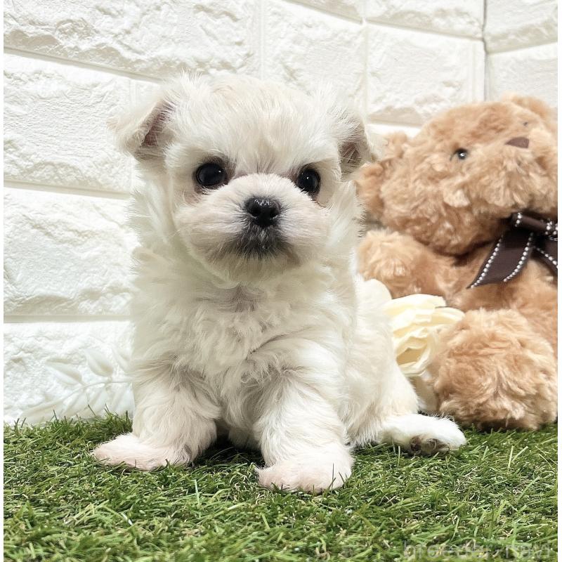 販売中の福岡県のチワマル:チワワ×マルチーズ-414966の29枚目