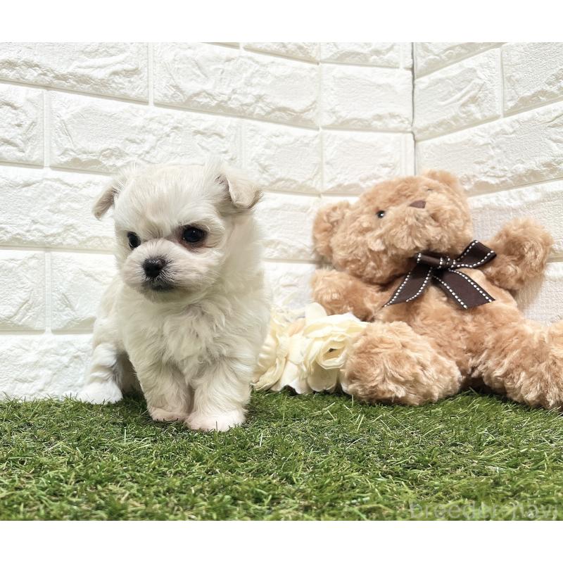 販売中の福岡県のチワマル:チワワ×マルチーズ-414966の28枚目