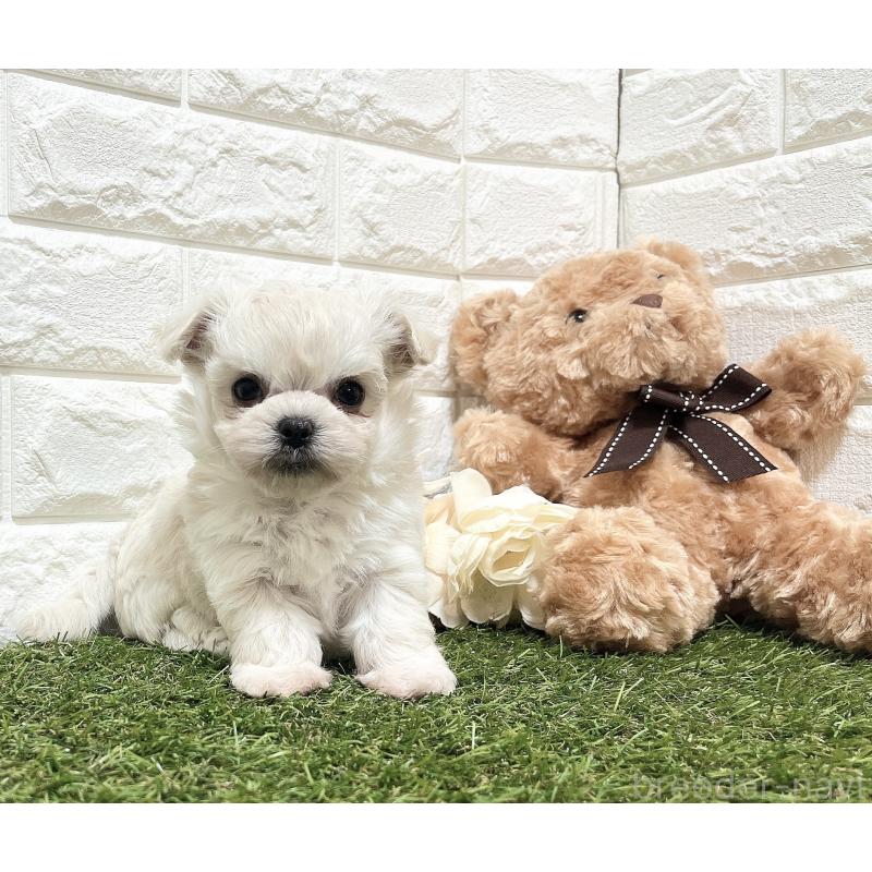 販売中の福岡県のチワマル:チワワ×マルチーズ-414966の27枚目