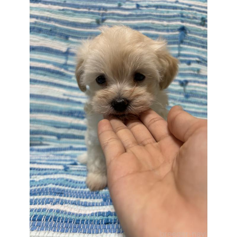 販売中の宮崎県のマルプー:マルチーズ×トイプードル-423611の2枚目