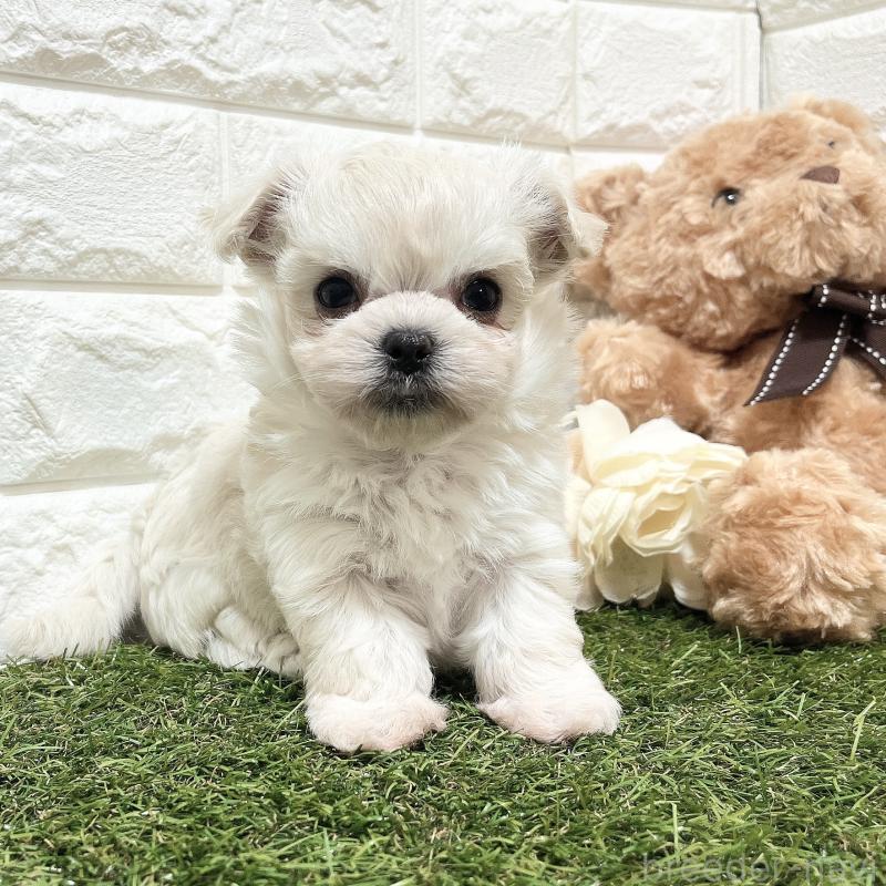 販売中の福岡県のチワマル:チワワ×マルチーズ-414966の26枚目