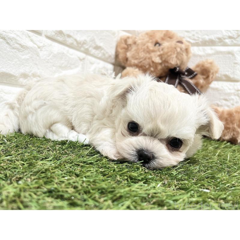 販売中の福岡県のチワマル:チワワ×マルチーズ-414966の25枚目