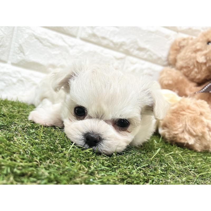 販売中の福岡県のチワマル:チワワ×マルチーズ-414966の24枚目