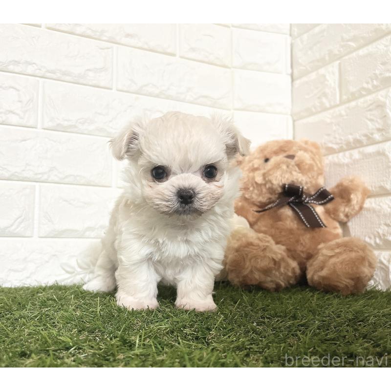 販売中の福岡県のチワマル:チワワ×マルチーズ-414966の23枚目