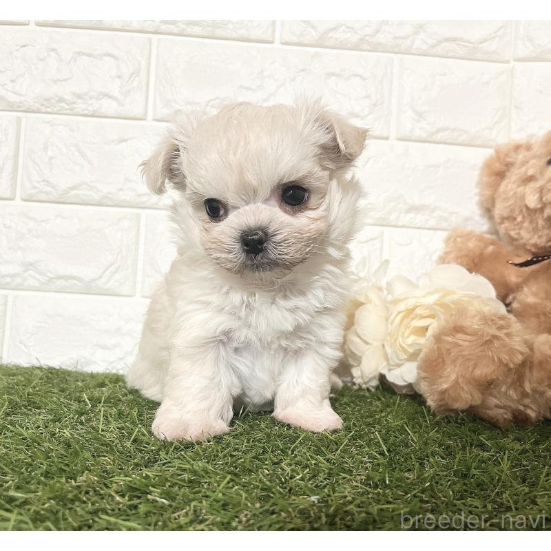 販売中の福岡県のチワマル:チワワ×マルチーズ-414966の22枚目