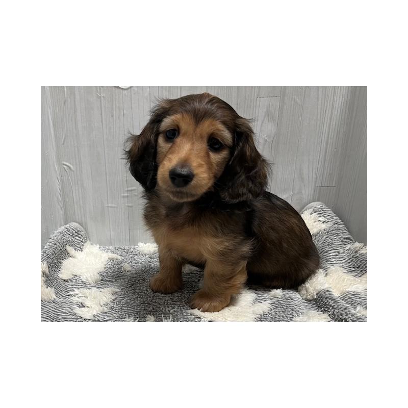 販売中の兵庫県のミニチュアダックスフンド(ロングヘアード)-423612の6枚目