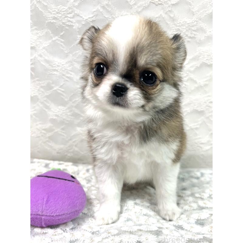 成約済の岡山県のチワワ(ロングコート)-421992の3枚目