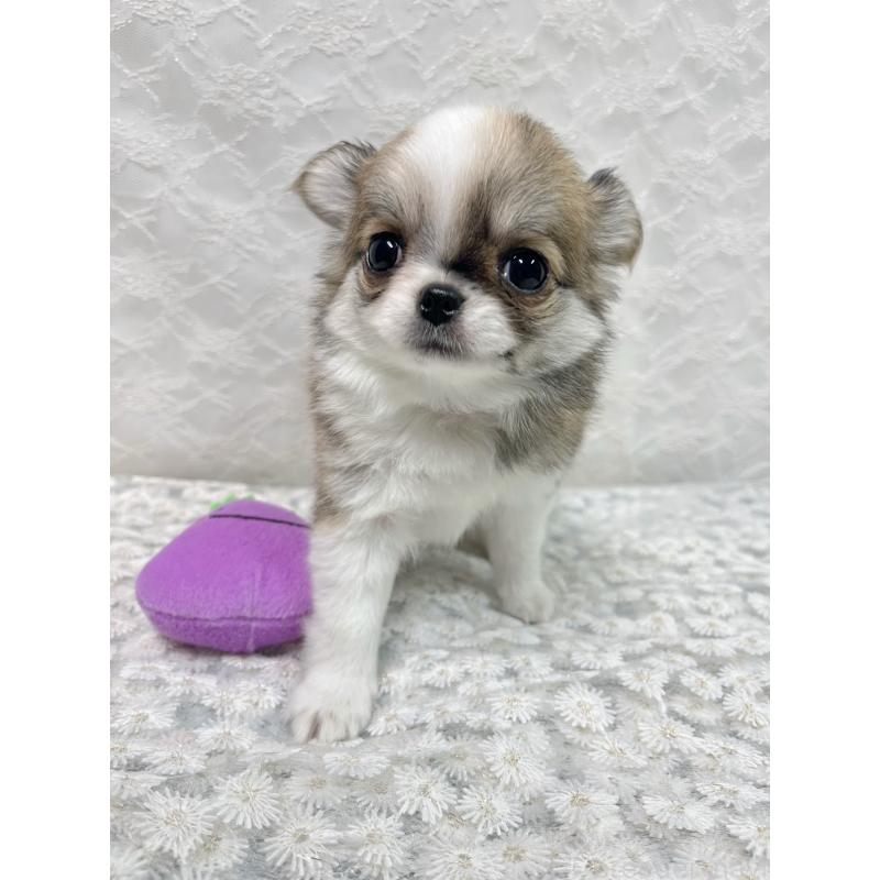 成約済の岡山県のチワワ(ロングコート)-421992の2枚目