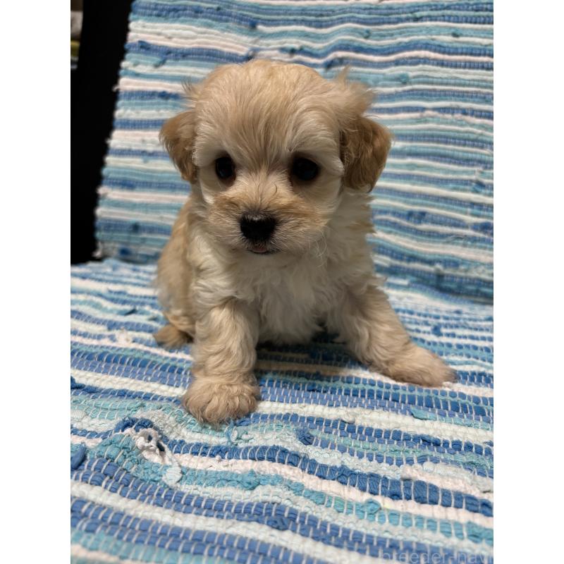 販売中の宮崎県のマルプー:マルチーズ×トイプードル-423613の2枚目