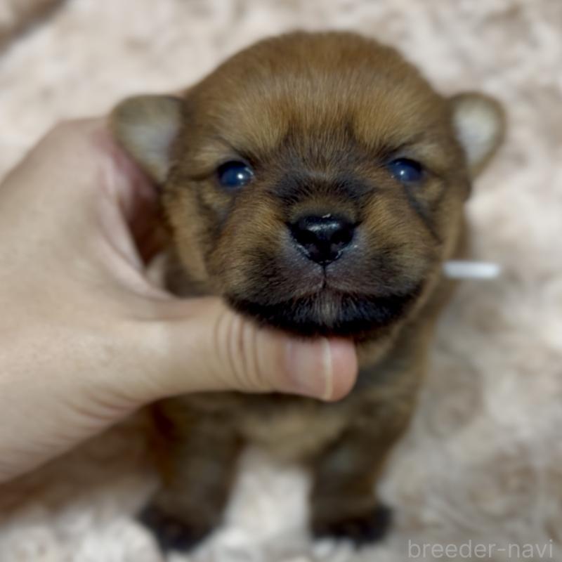 商談中の神奈川県のミックス犬-422167の15枚目