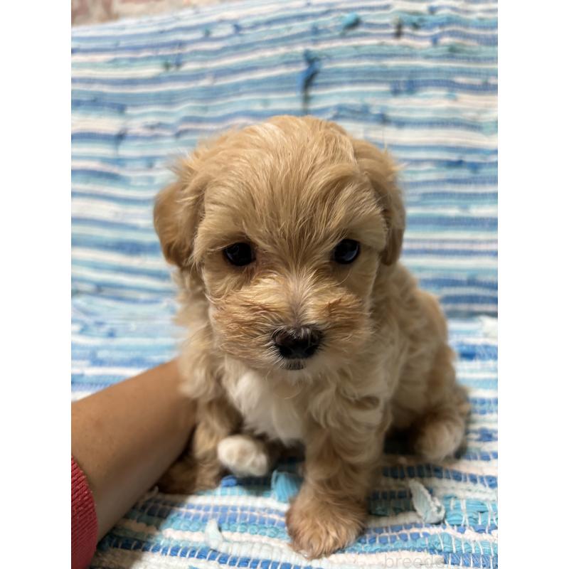 販売中の宮崎県のマルプー:マルチーズ×トイプードル-423615の3枚目