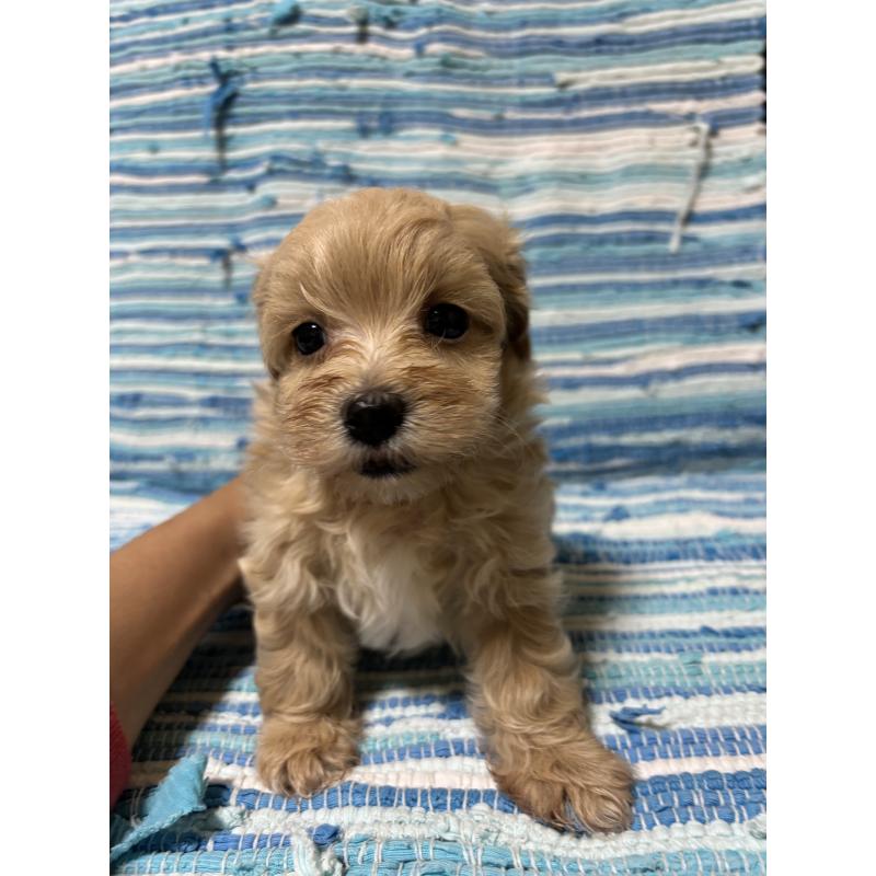 販売中の宮崎県のマルプー:マルチーズ×トイプードル-423615の2枚目