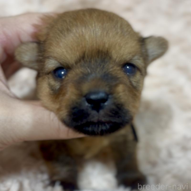 成約済の神奈川県のミックス犬-422169の18枚目