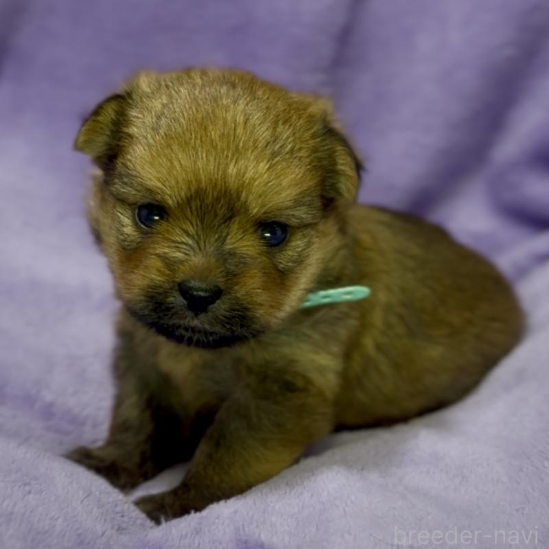 成約済の神奈川県のミックス犬-422169の15枚目