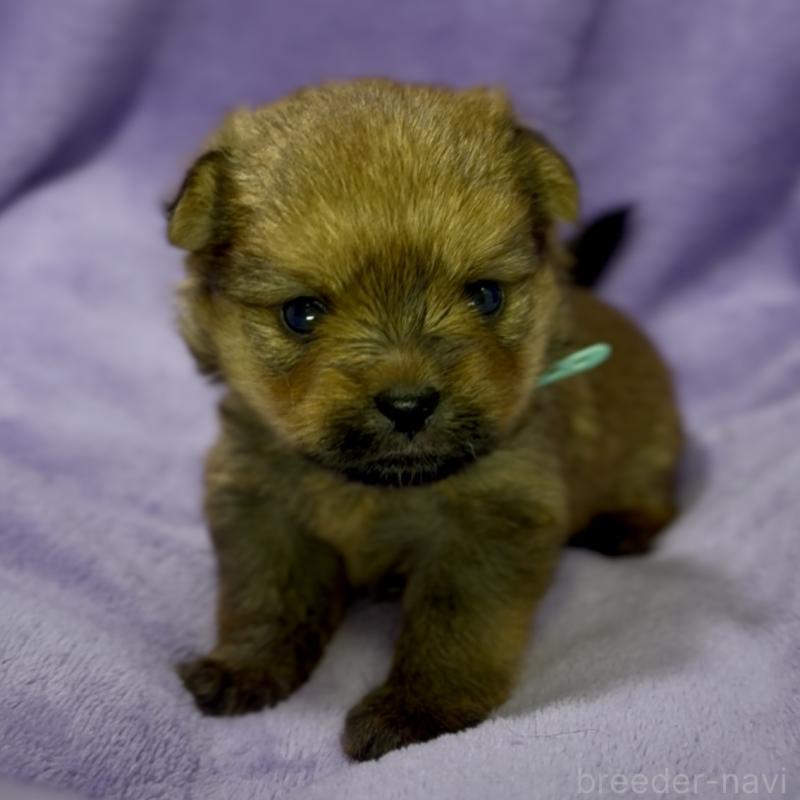 成約済の神奈川県のミックス犬-422169の14枚目