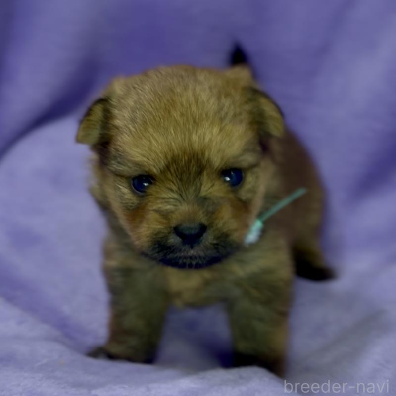 成約済の神奈川県のミックス犬-422169の13枚目