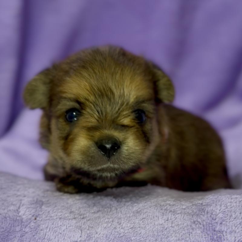 成約済の神奈川県のミックス犬-422170の15枚目