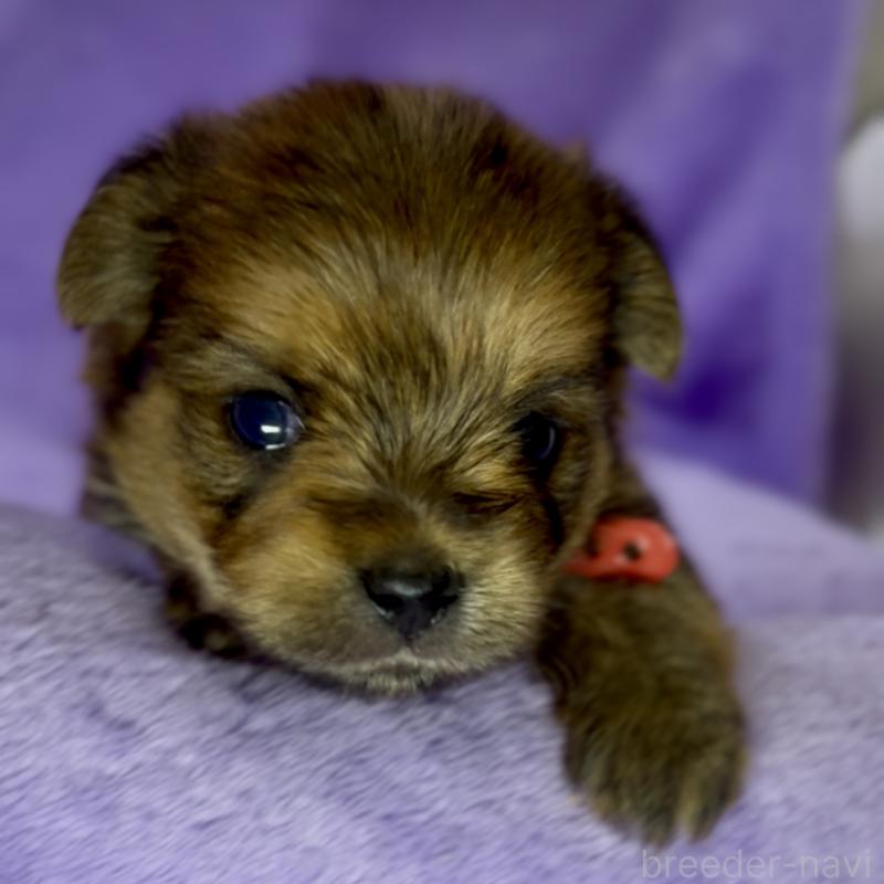 成約済の神奈川県のミックス犬-422170の14枚目