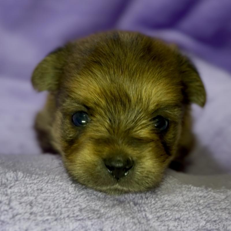 成約済の神奈川県のミックス犬-422170の13枚目