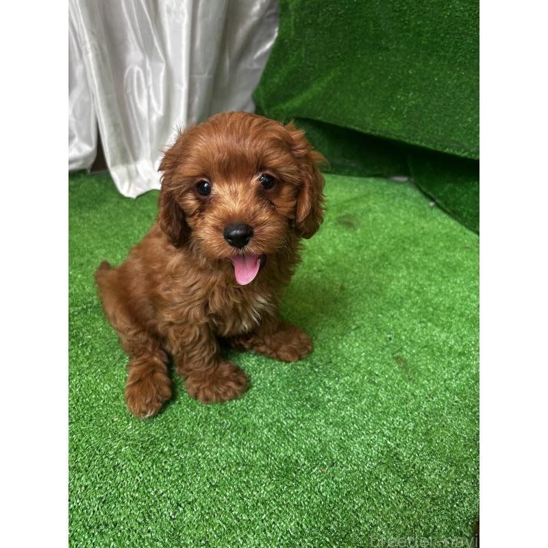 販売中の神奈川県のキャバプー:キャバリア×トイプードル-416239の7枚目